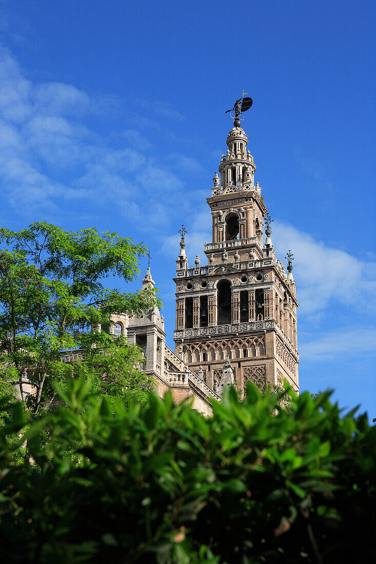 The Giralda tower over trees, Seville, Andalucia, Spain