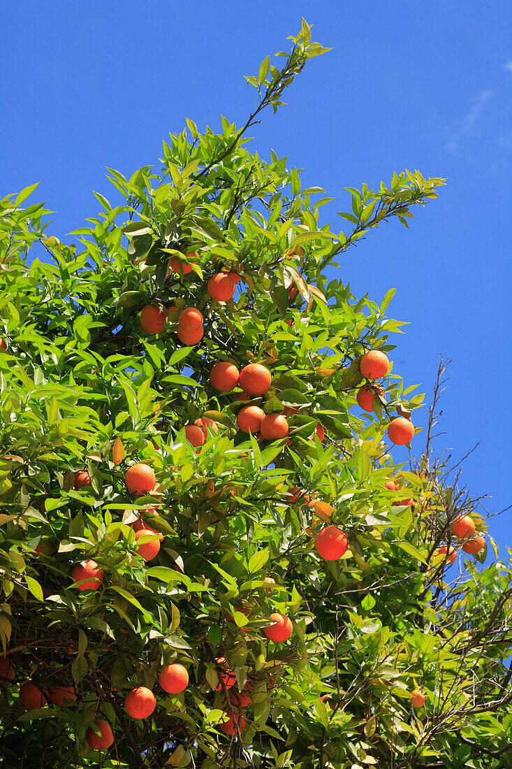 Orange tree, General, Andalucia, Spain