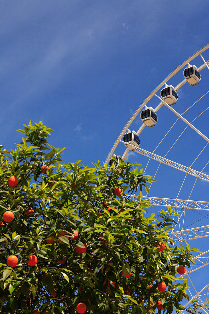 Prado de San Sebastian, ferris wheel and orange tree, Seville, Andalucia, Spain