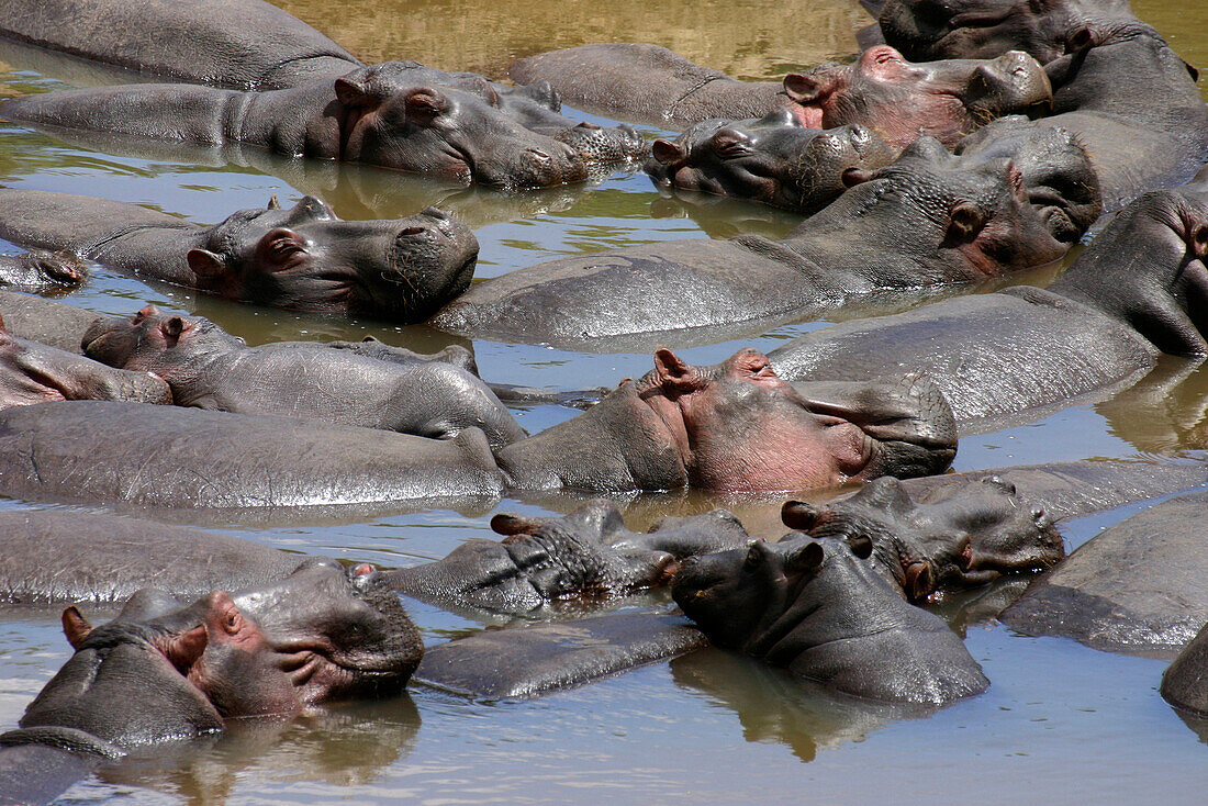 Hippopotami enjoying siesta in Masai Mara, Hippopotamus, Wildlife