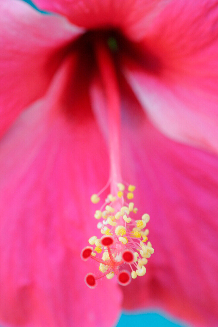 Close up of pink hibiscus bloom, Hibiscus, Flowers, Natural World