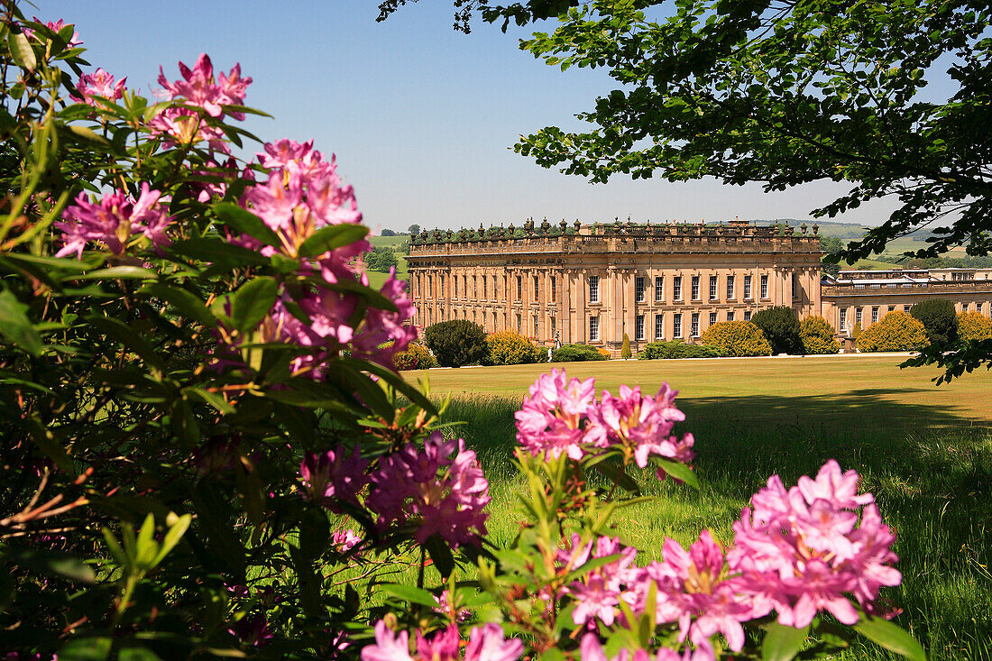 View to Chatsworth House with rhododendrons, Chatsworth House, Derbyshire, UK, England