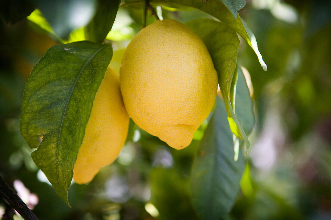 Two lemons in dappled sunlight, Lemons, Food & Drink