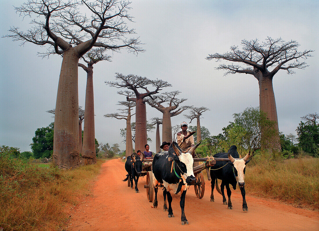 Ox Cart in avenue of baobab trees, Morondava, near, Madagascar