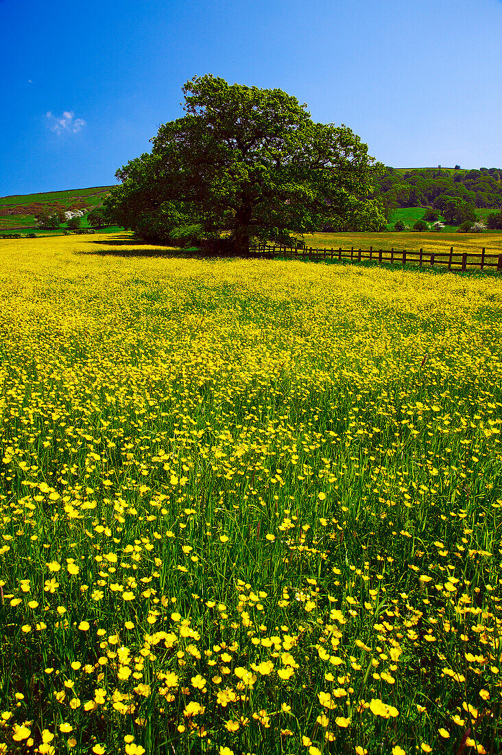 Buttercup meadow in the North York Moors National Park, Bilsdale, Yorkshire, UK, England