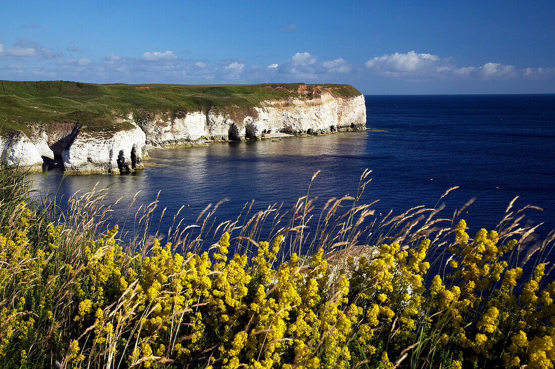 View over flowers and sea to chalk cliffs of headland, Flamborough Head, Yorkshire, UK, England