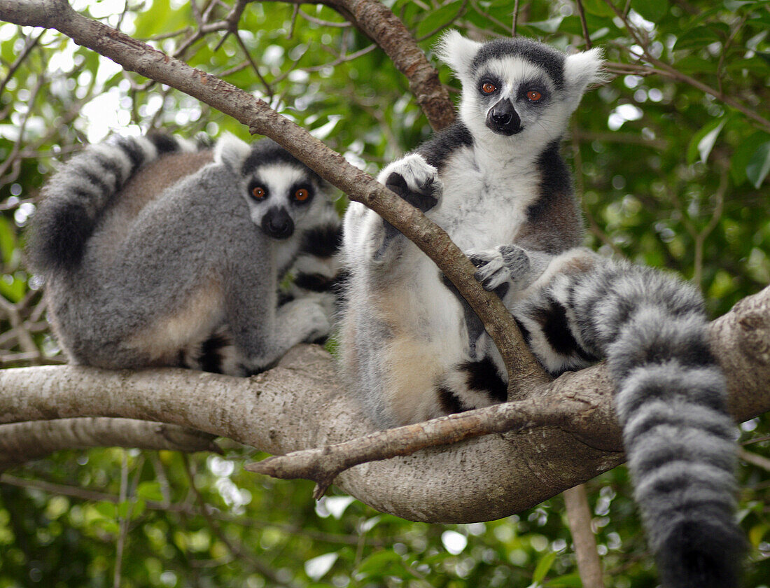 Ring Tailed Lemurs on tree, Andringitra National Park, Madagascar
