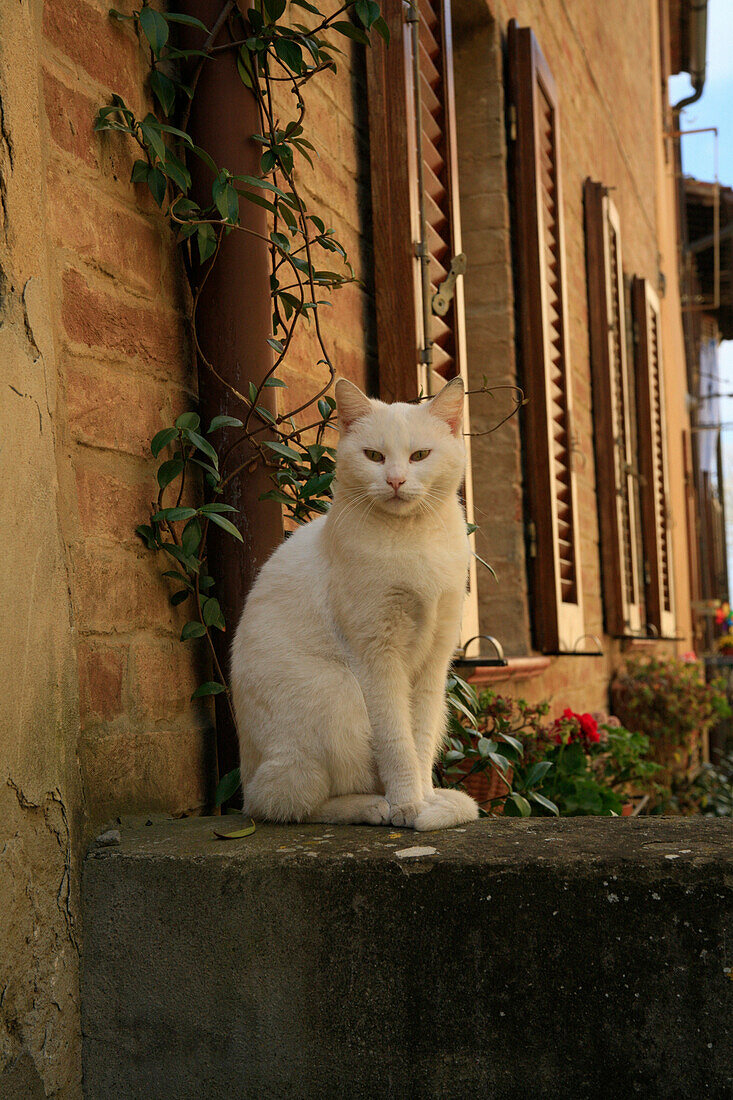 White cat on house wall, General, Tuscany, Italy