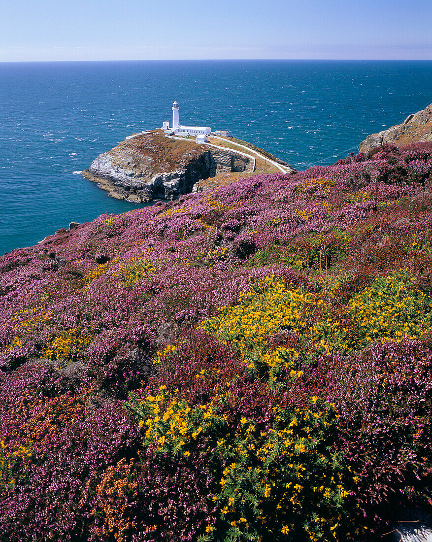 View over wildflowers to South Stack lighthouse, Holyhead, near, Anglesey, UK, Wales