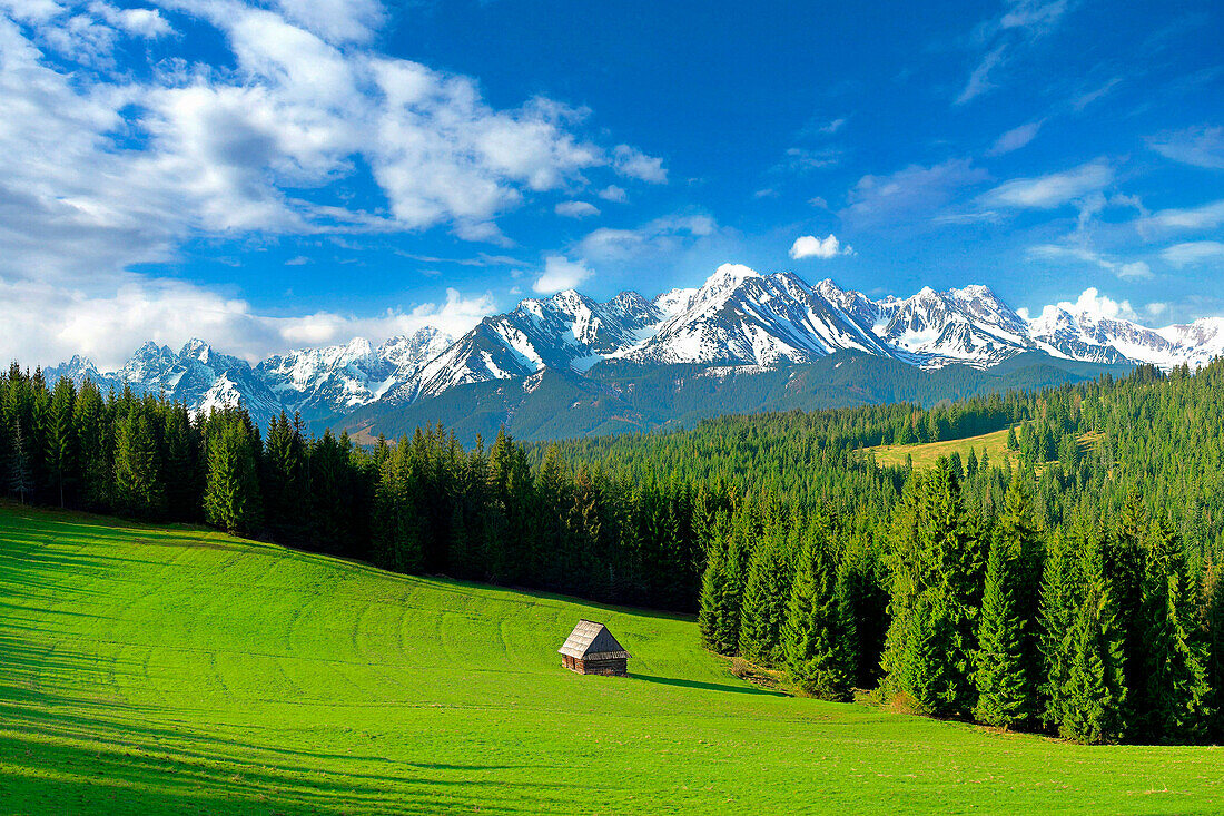 View over meadow to the High Tatras, Tatra Mountains, Zakopane, Poland
