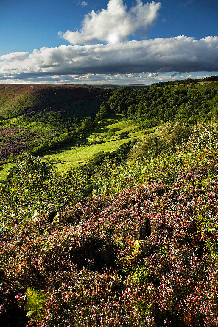 View over the Hole of Horcum in the North York Moors National Park, Pickering, near, Yorkshire, UK, England
