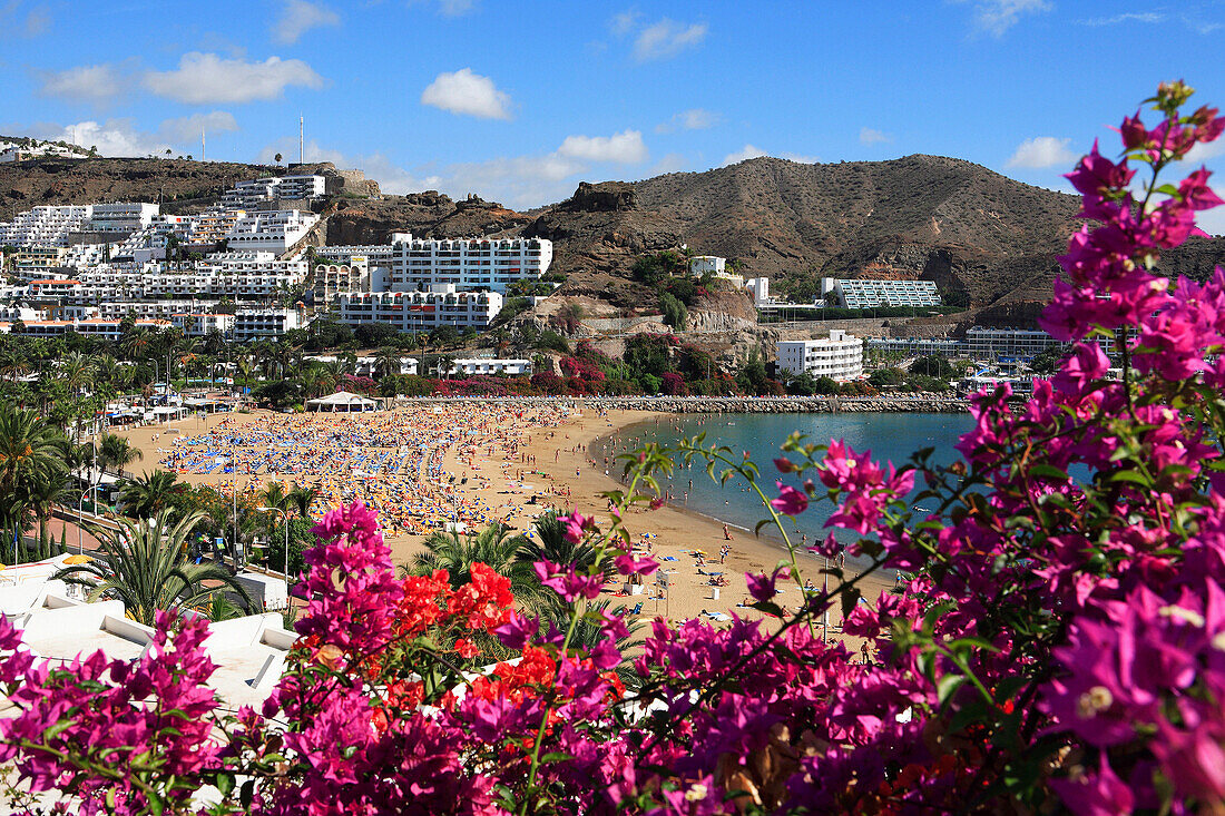 View of beach over flowers, Puerto Rico, Gran Canaria, Canary Islands