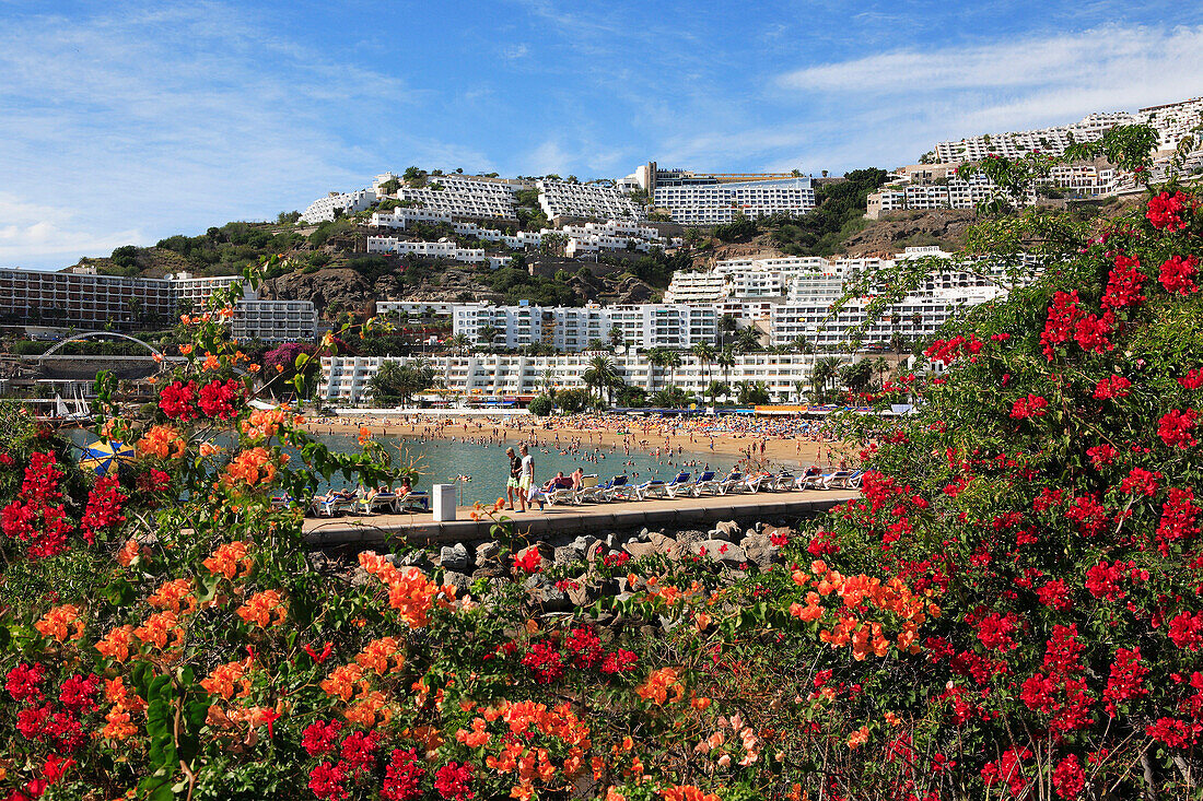 View of beach and town over flowers, Puerto Rico, Gran Canaria, Canary Islands