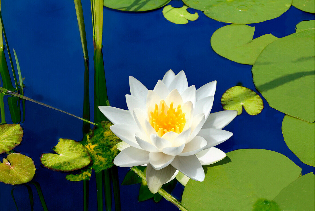 Close up of white waterlily, Waterlily, Flowers and Foliage, Natural World