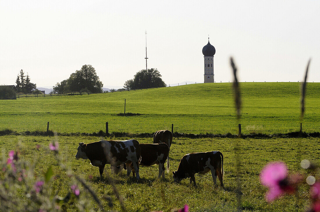 Kühe auf einer Weide, Kirchturm im Hintergrund, Waakirchen, Bayern, Deutschland