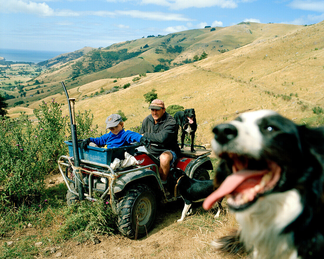 Schafzüchter Lou Thacker mit Sohn und Hütehunden vor weitem Weideland, Rowendale Homestead, Okains Bay, Banks Peninsula, Südinsel, Neuseeland
