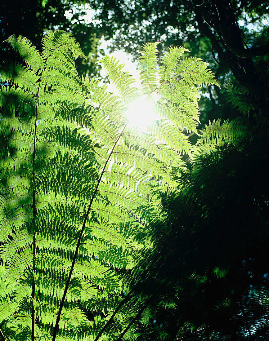 Blätter eines Silberfarns im Sonnenlicht, Abel Tasman Nationalpark, Nordküste, Südinsel, Neuseeland