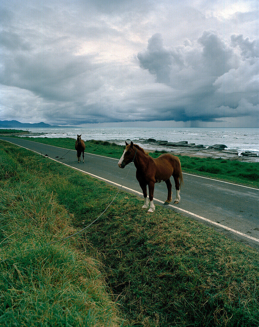Horses on a coast road, thunder clouds above the sea, Eastcape, North Island, New Zealand