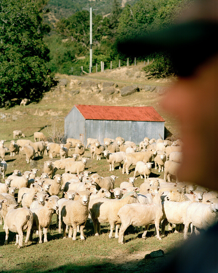 Flock of shorn sheep in the sunlight, Rowendale Homestead, Okains Bay, Banks Peninsula, South Island, New Zealand
