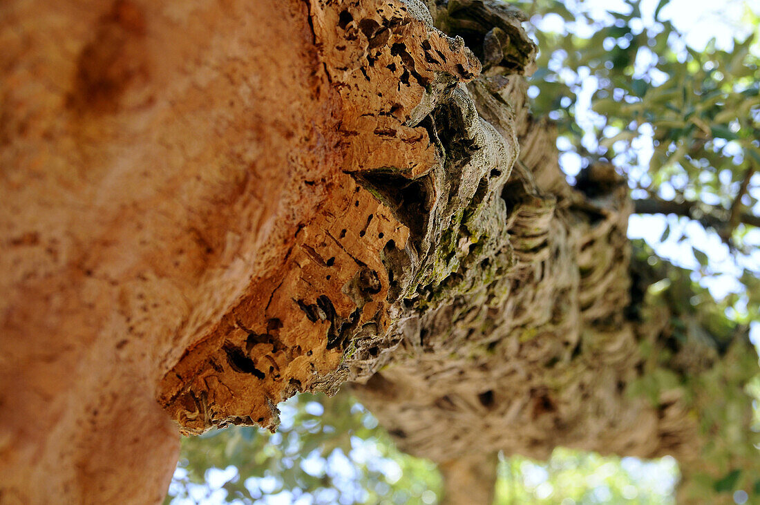 Stamm einer beschnittenen Korkeiche im Sonnenlicht, Nord Sardinien, Italien, Europa