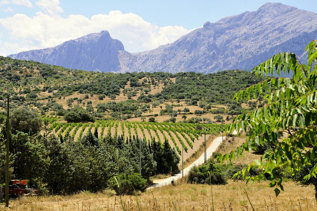 Vineyard at Sopramonte in the sunlight, Sardinia, Italy, Europe