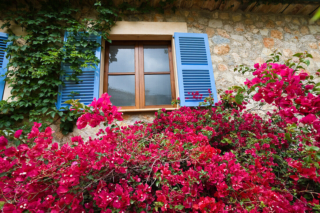 Bougainvilleavor einem Fenster, Deià, Mallorca, Balearen, Spanien, Europa