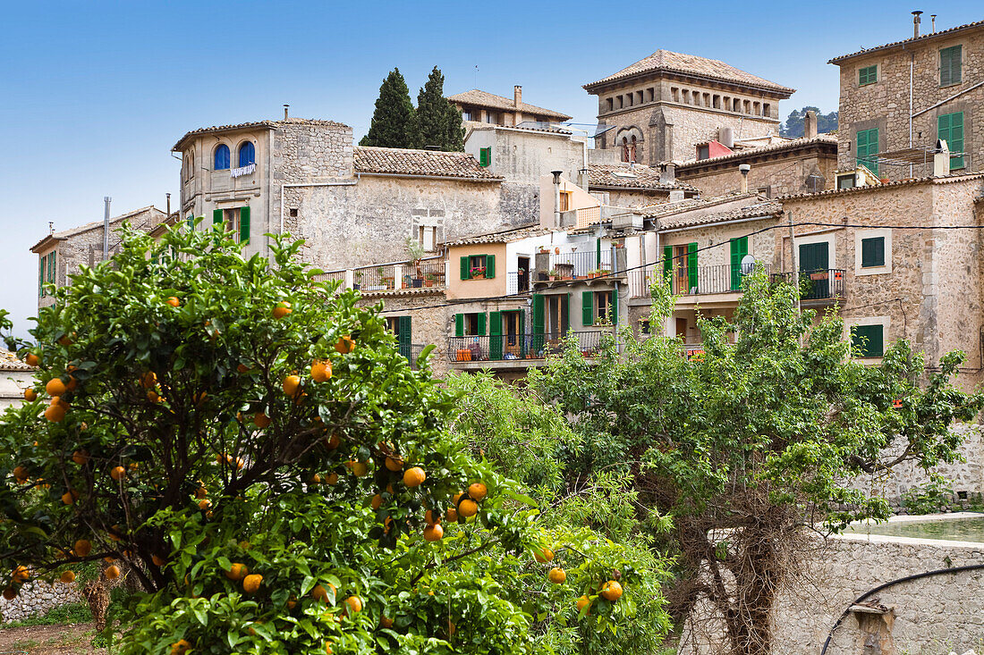 Orange trees in front of houses of Valldemossa, Tramuntana Mountains, Mallorca, Balearic Islands, Spain, Europe