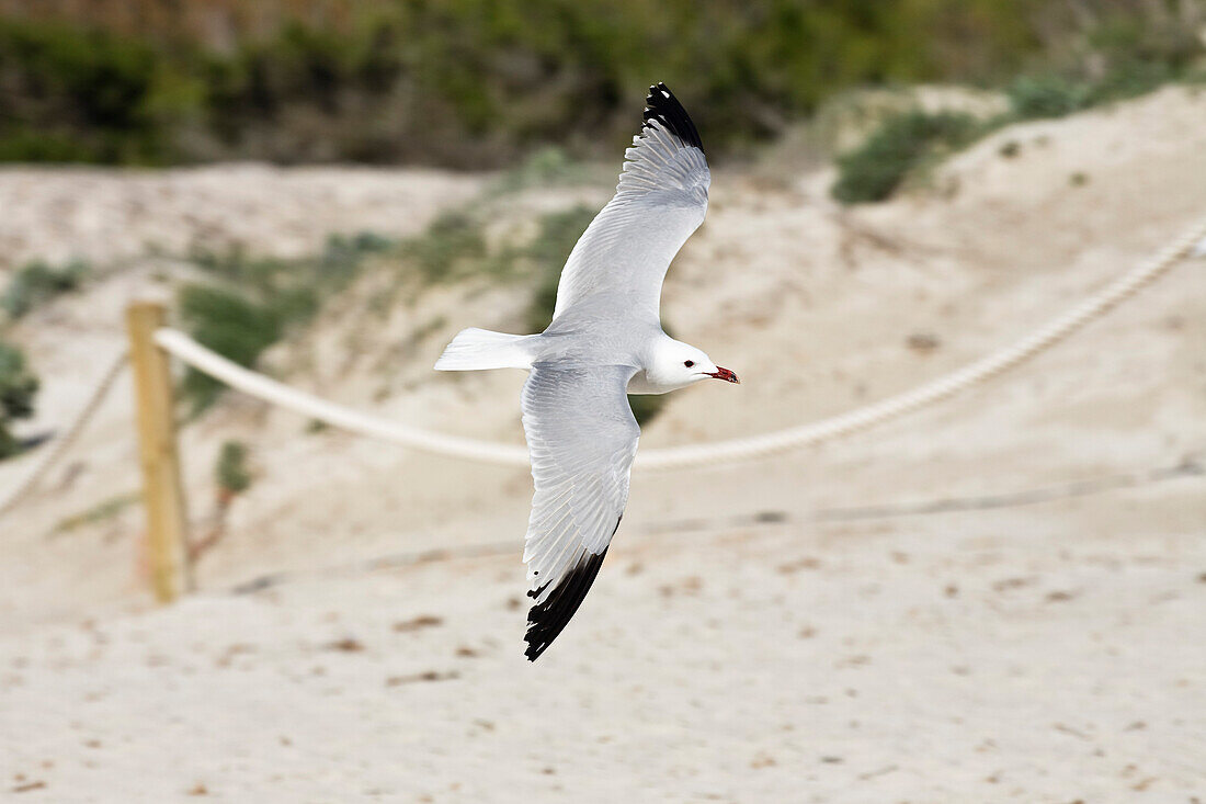 Audouin's Gull flying over sandy beach, Mallorca, Spain, Europe