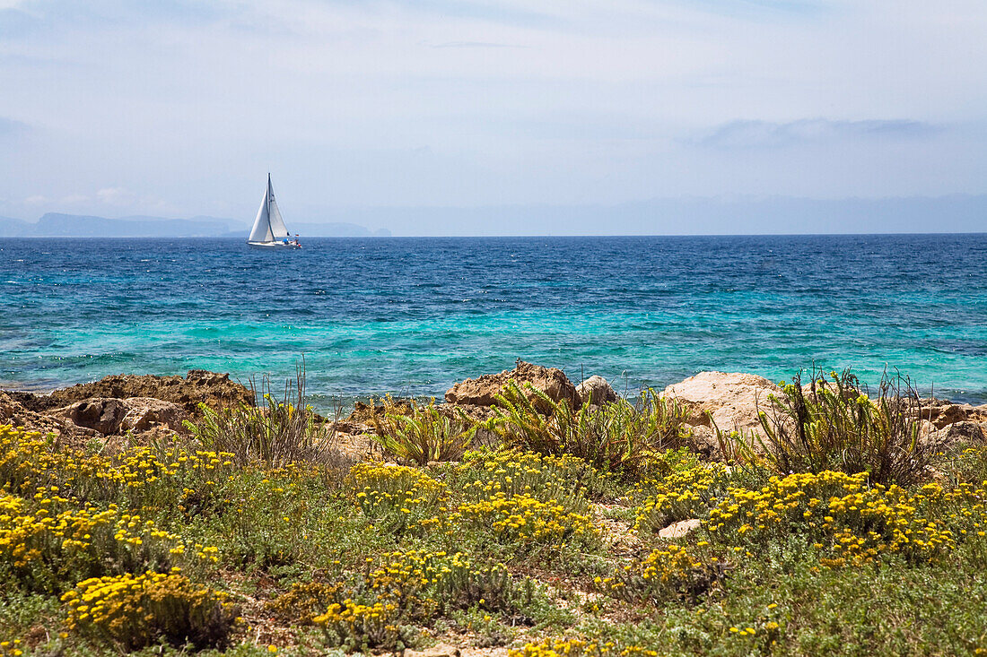 Coast area with flowers under clouded sky, Platja d'es Caragol, Mallorca, Balearic Islands, Mediterranean Sea, Spain, Europe