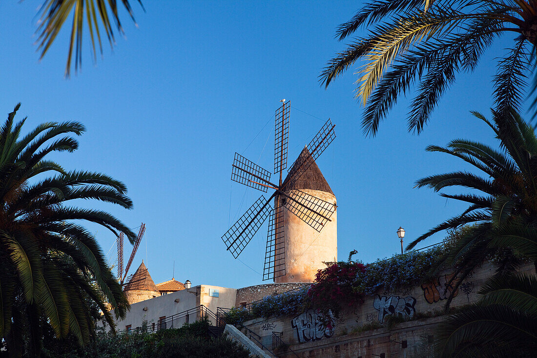 Historic windmills of Es Jonquet with city wall at the Old Town of Palma de Mallorca, Mallorca, Balearic Islands, Mediterranean Sea, Spain, Europe