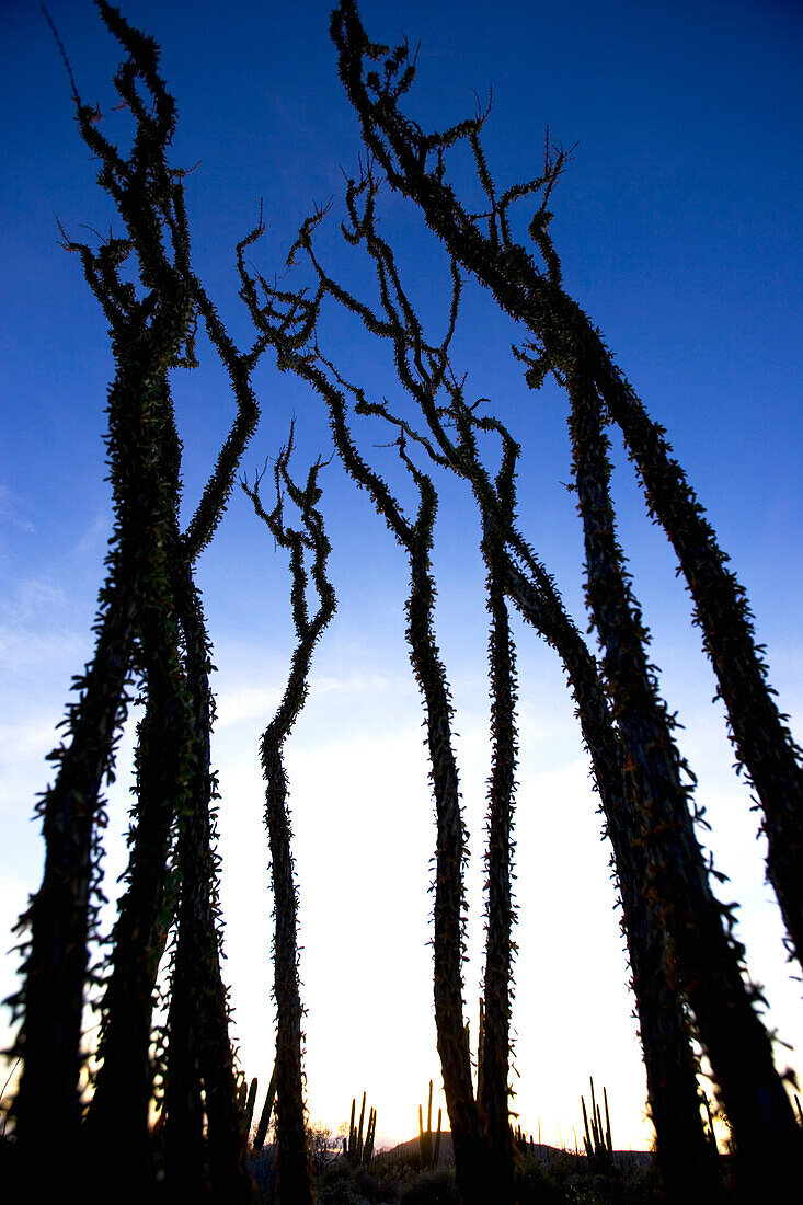 Blick auf einen Ocotillo Kaktus bei Sonnenuntergang, Catavina, Baja California Sur, Mexiko, Amerika
