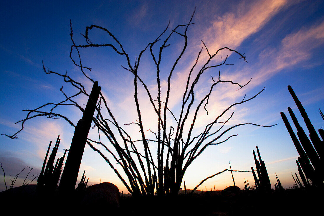 View at an Ocotillo cactus at sunset, Catavina, Baja California Sur, Mexico, America