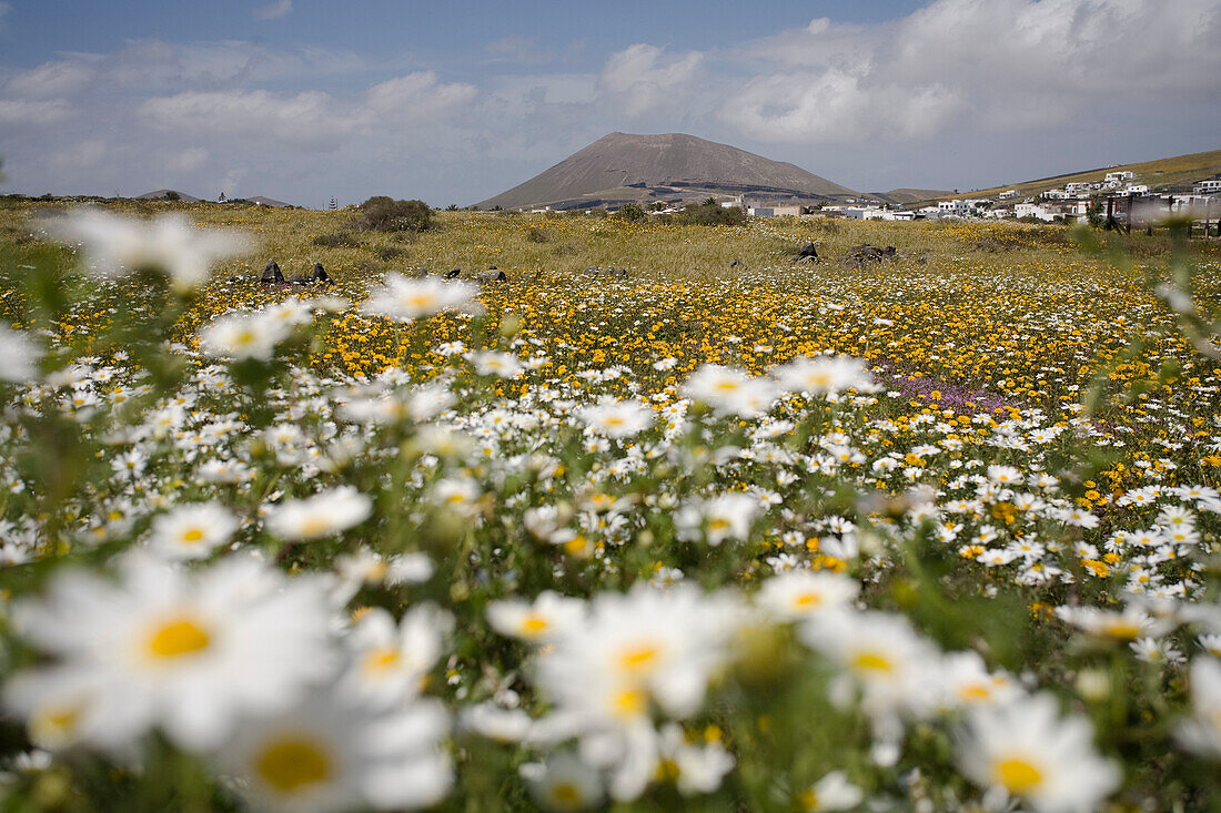 Blumenwiese in  Fruehling, Caldera Colorada, erloschener Vulkan, La Forida, Dorf bei Masdache, UNESCO Biosphärenreservat, Lanzarote, Kanarische Inseln, Spanien, Europa