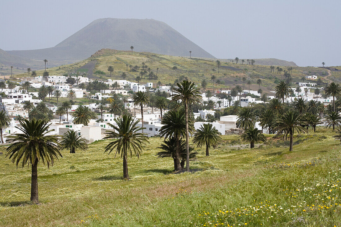 Weißes Dorf, Haria, mit Palmen, Tal der tausend Palmen, erloschene Vulkane, calima, UNESCO Biosphärenreservat, Lanzarote, Kanarische Inseln, Spanien, Europa