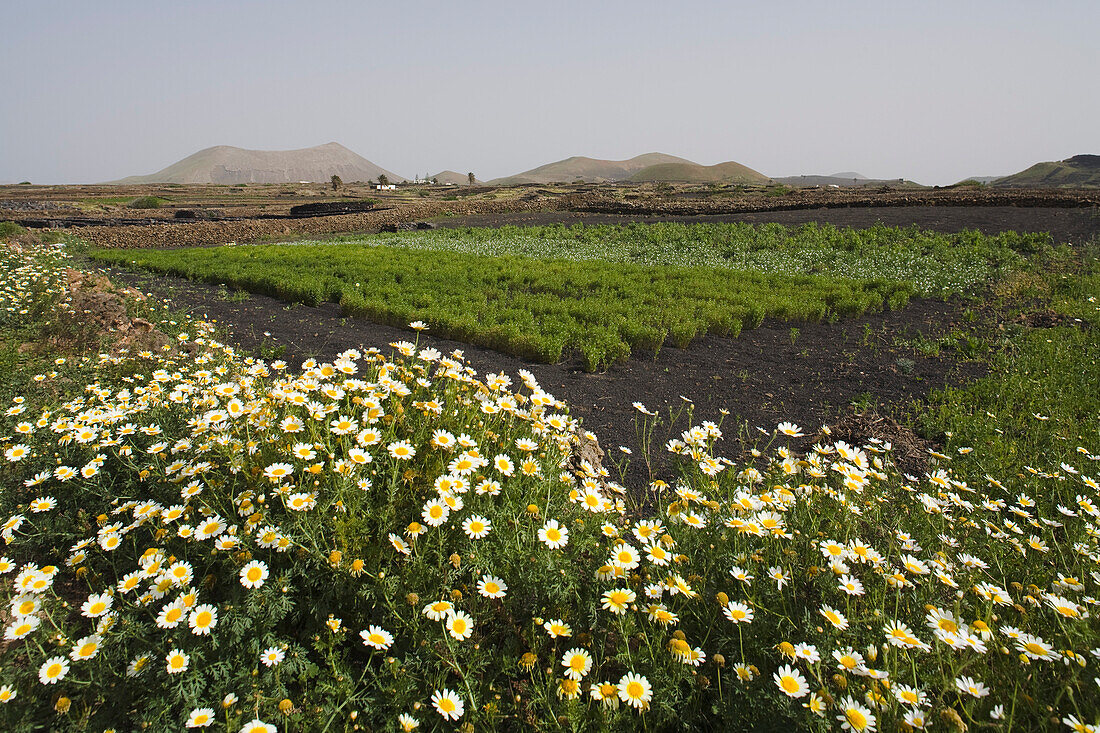 Lapilli fields with flowers, flower meadowin Spring, extinct volcano, Montana Tinache, near Tinguaton, UNESCO Biosphere Reserve, Lanzarote, Canary Islands, Spain, Europe