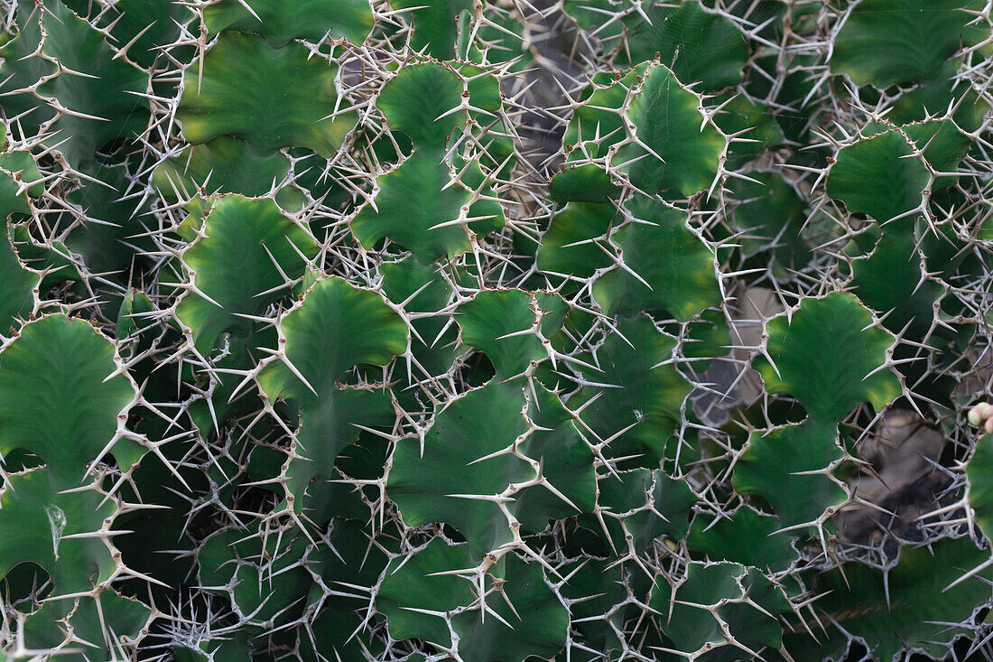 Wolfsmilch, lat. Euphorbia Grandicornis aus Ostafrica, botanischer Garten, Jardin de Cactus, Künstler und Architekt Cesar Manrique, UNESCO Biosphärenreservat, Lanzarote, Kanarische Inseln, Spanien, Europa