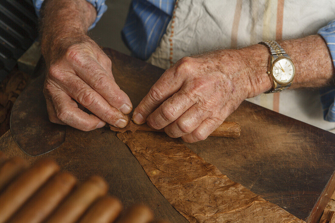 Mann Eusebio Martin, bei der Herstellung, Produktion von Zigarren, Tabak, Handwerk, Werkstatt, Cigarros Artesanos, Finca Tabaquera El Sitio S.L., Brena Alta, La Palma, kanarische Inseln, Spanien, Europa