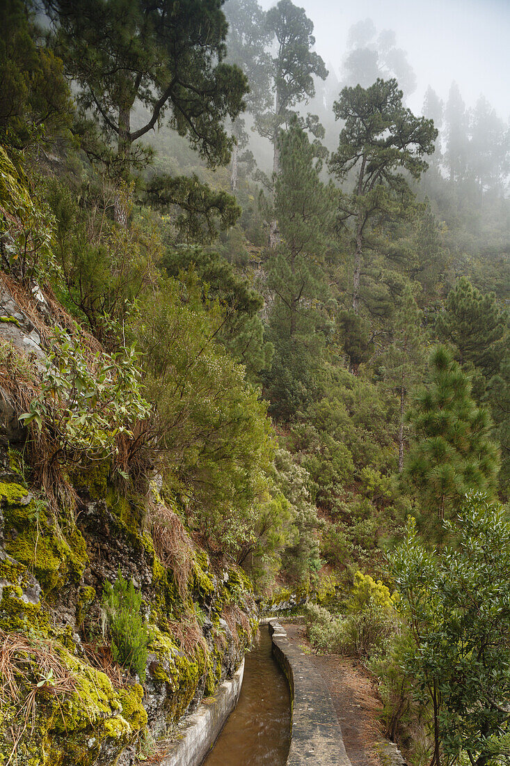 Water channel and tunnel with moss, Galeria de agua, Fuentes Marcos y Cordero, natural preserve, Parque Natural de las Nieves, east side of extinct volcanic crater, Caldera de Taburiente, above San Andres, UNESCO Biosphere Reserve, La Palma, Canary Island