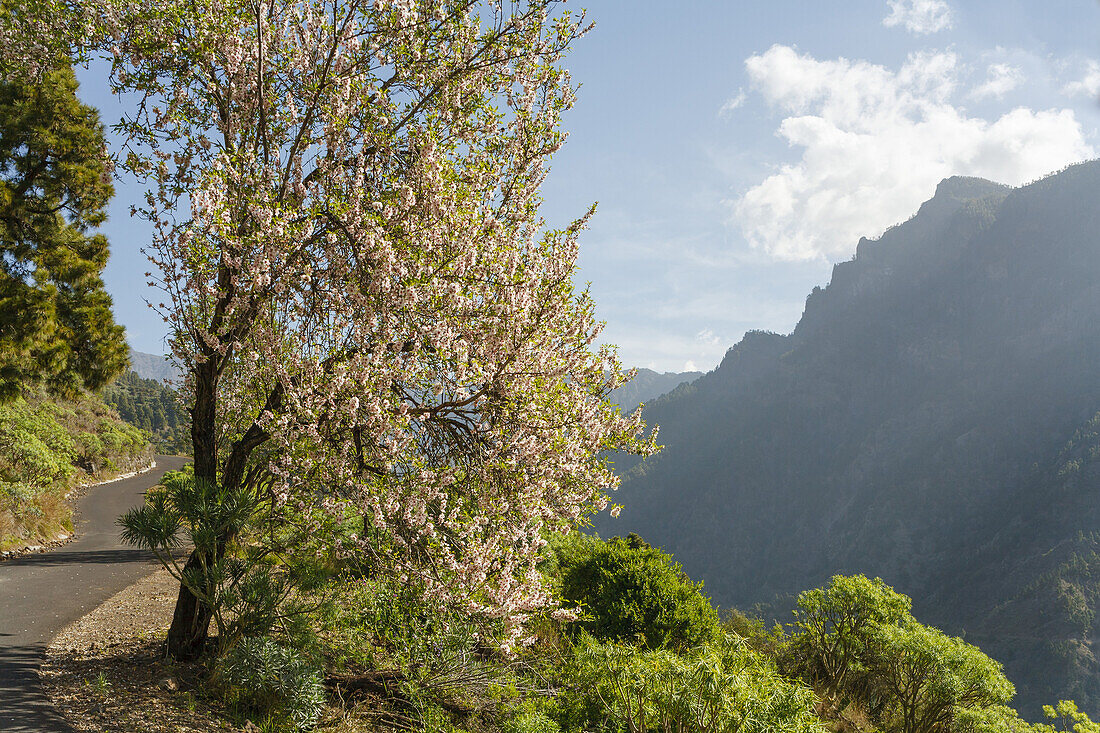 Mandelbaum mit Mandelblüte bei La Caldera über der Schlucht, Barranco de las Angustias, Nationalpark, Parque Nacional Caldera de Taburiente, Riesenkrater eines erloschenen Vulkans, Krater, Vulkan, Vulkanismus, Caldera de Taburiente, Naturschutzgebiet, UNE