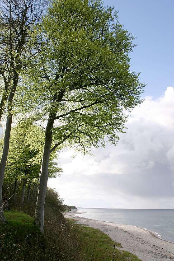 Natural coast,  beach,  deciduous forest,  Strande,  the Baltic Sea,  Schleswig-Holstein,  Germany