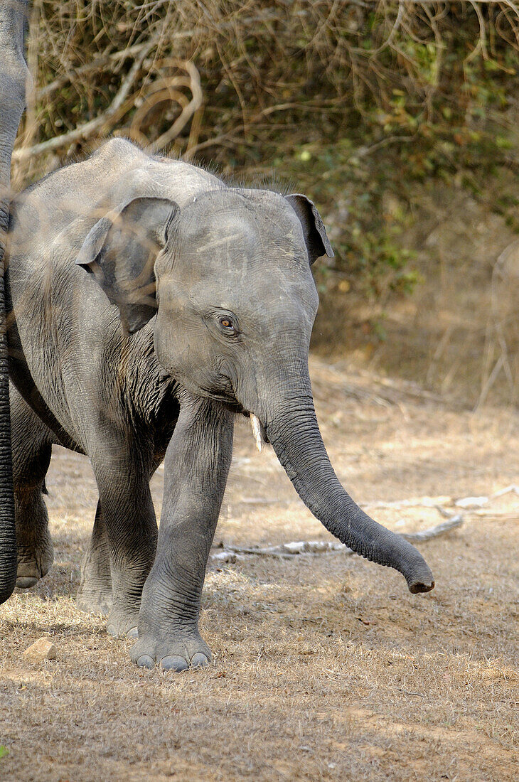 Elephant,  Yala National Park,  Sri Lanka