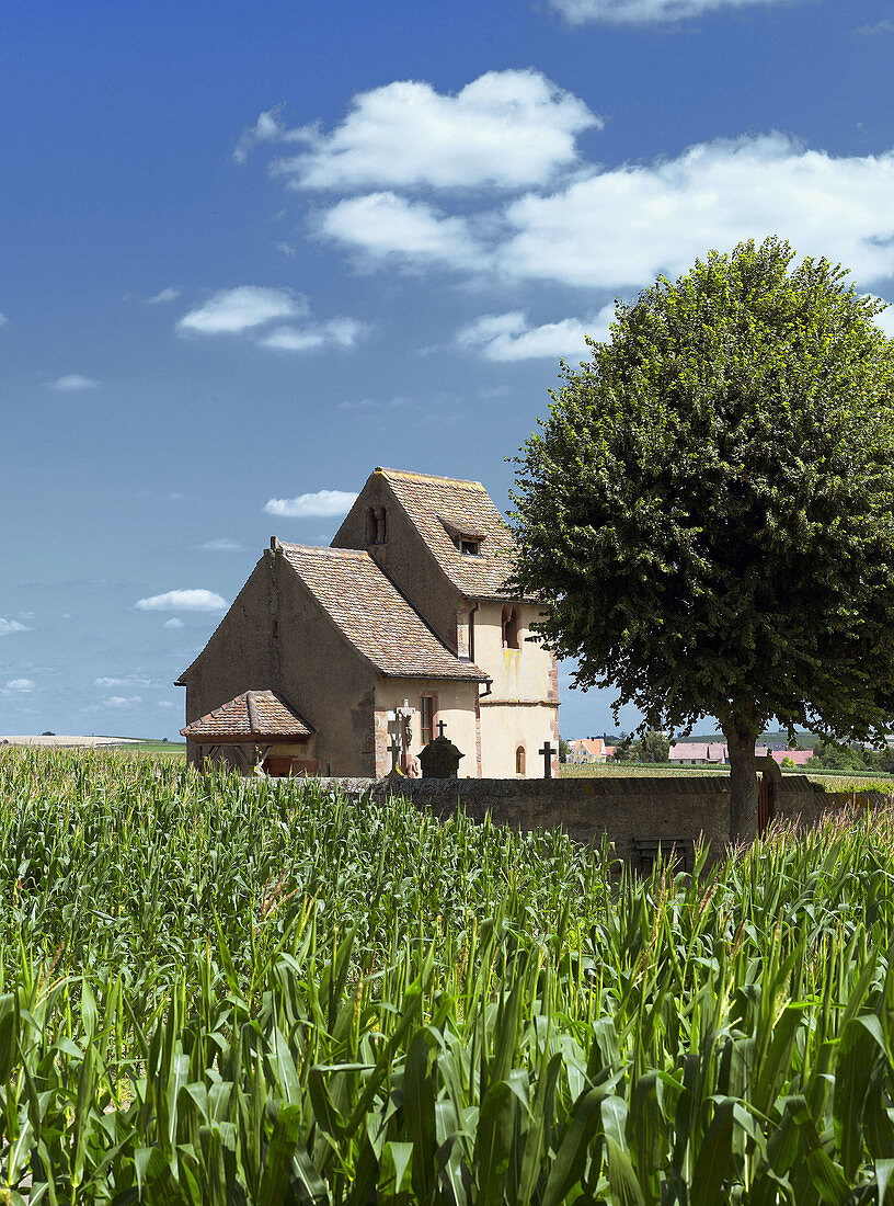 St Alban medieval chapel (12th century),  corn field and tree,  Kleingoeft. Alsace,  France