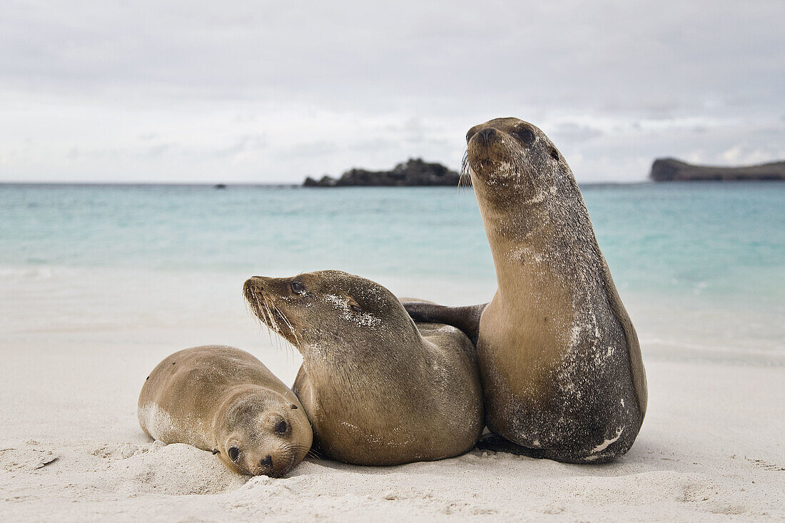 Galapagos sea lions Zalophus wollebaeki hauled out and resting in Gardner Bay on Espanola Island in the Galapagos Island roup,  Ecuador Pacific Ocean