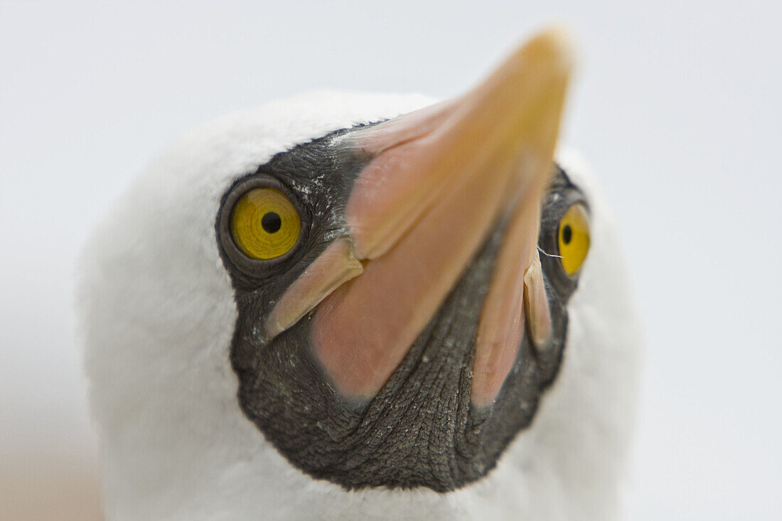 Adult Nazca booby Sula grantii face detail at nesting site on Punta Suarez on Espanola Island in the Galapagos Island Archipeligo,  Ecuador Pacific Ocean