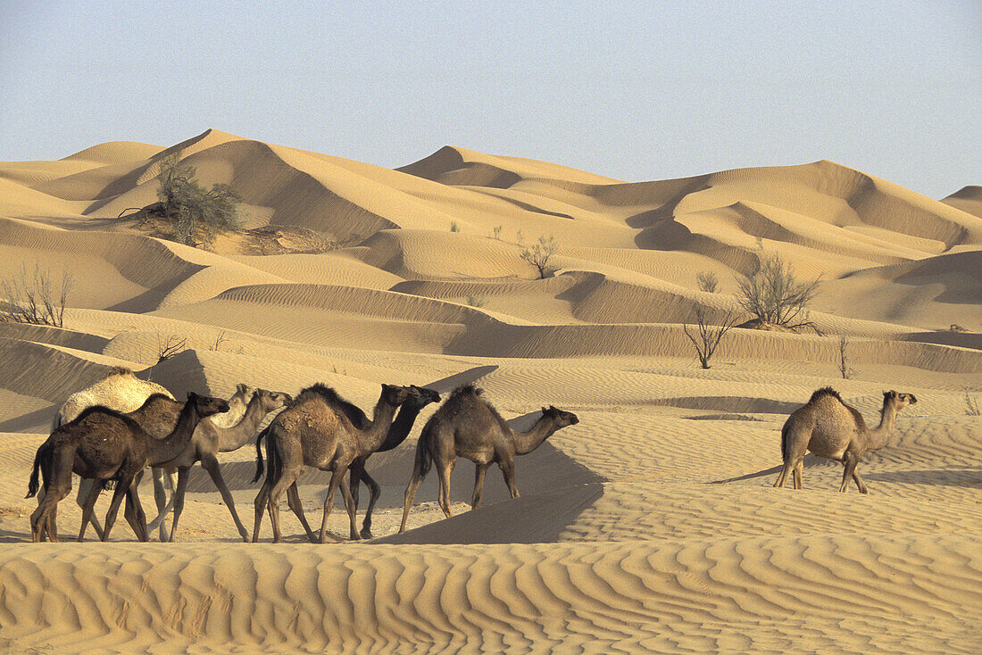 Camels at the Rub´ al Khali (´Empty Quarter´ in English) great sand desert,  Oman,  Arabian Peninsula