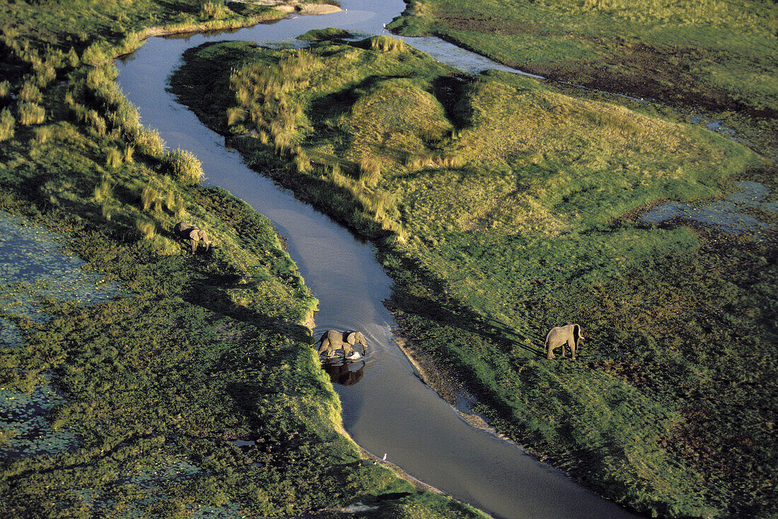 African elephants (Loxodonta africana),  aerial view on the Okavango Delta,  Botswana