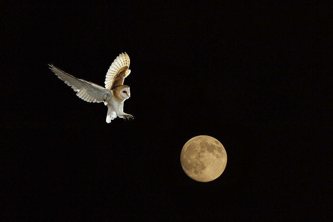 Barn Owl and full Moon Norfolk December