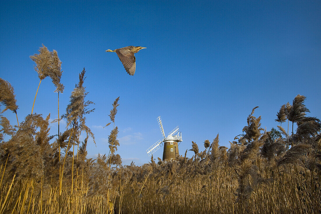 Bittern Botaurus stellaris in flight