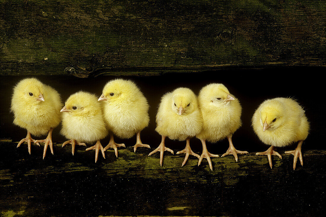 Dayold Chicks in a row