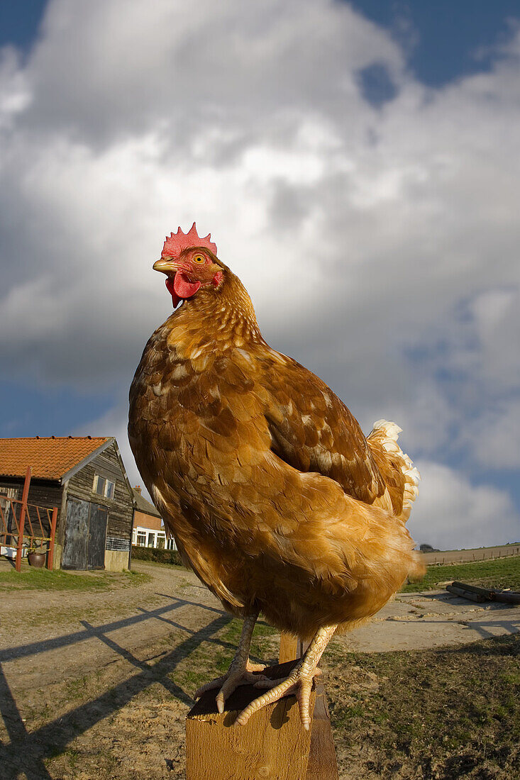 Free-range Chicken Spring Norfolk